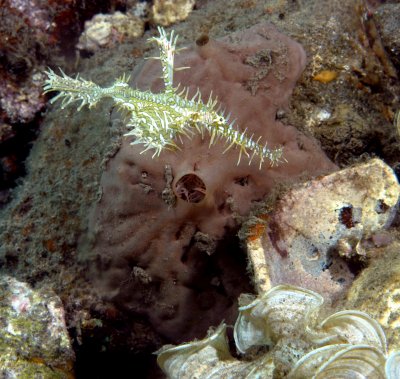 Ornate Ghost Pipefish