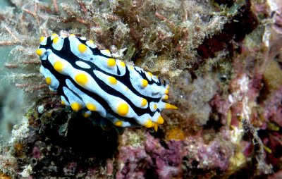 Nudibranche