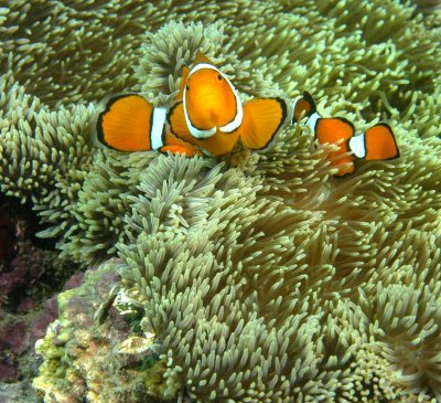 Clownfish on Anenome