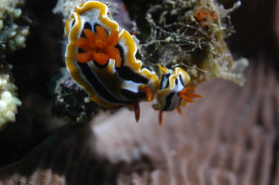 2 Nudibranches