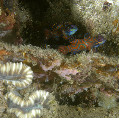 Mandarinfish Male and Female before mating