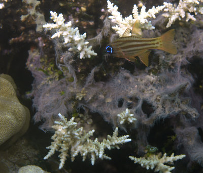 Blue eyed cardinalfish