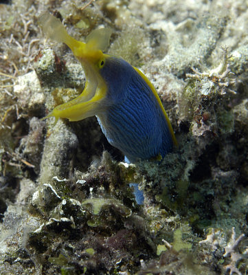 Blue Ribbon Eel 