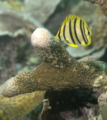 Butterfly fish yellow