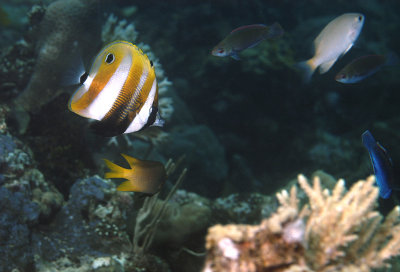 Butterfly fish on reef