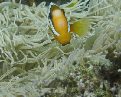 Clownfish Face shot