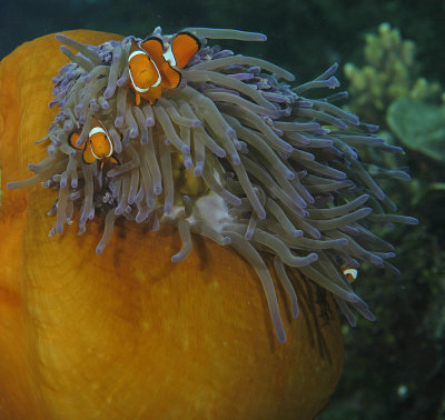 Clownfish on Orange Aenome