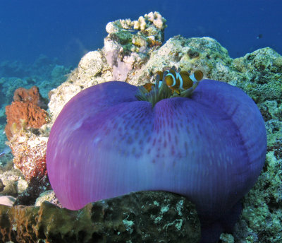 Clownfish on Purple Anenome