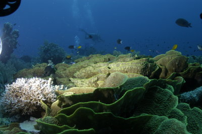 Cabbage Coral Reef