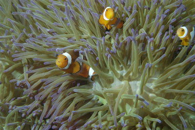 Clownfish Family on Anenome
