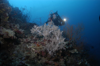 Michael on reef with whip coral