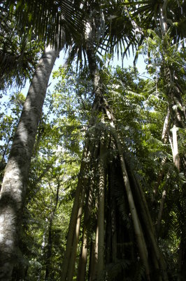 Medicine Tree