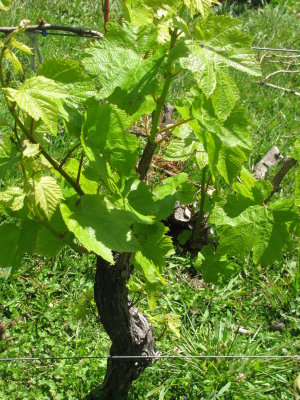 Wine grove