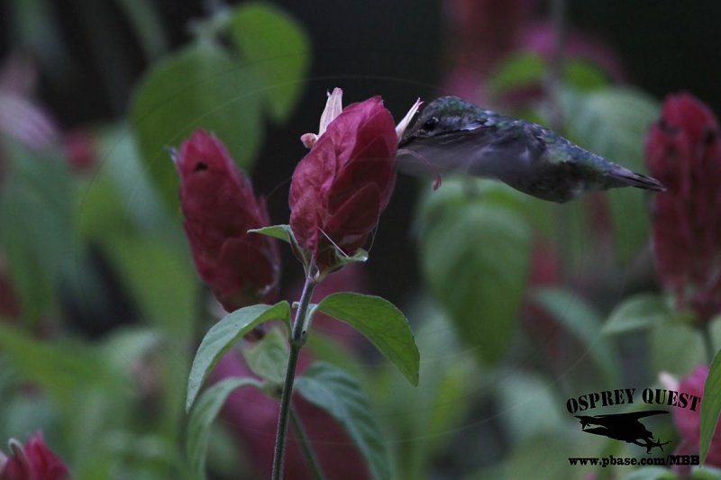 _MG_0977 Calliope Hummingbird.jpg