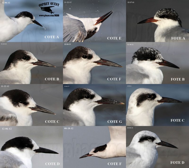 COTE vs. FOTE - bill tip color - an overlapping trait
