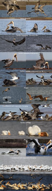 BROWN and AMERICAN WHITE PELICAN FOOD CAPTURE BEHAVIORS.jpg