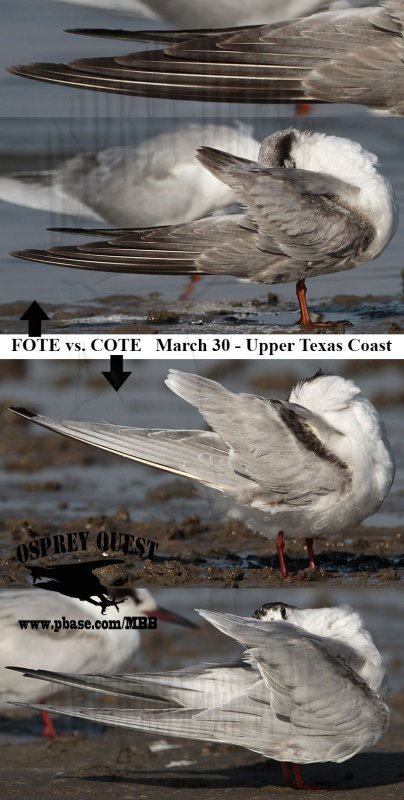 Forsters Tern vs Common Tern - March 30 - UTC.jpg