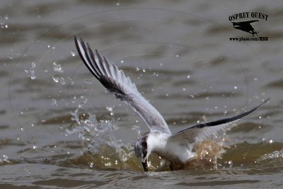 _MG_4142 Least Tern.jpg