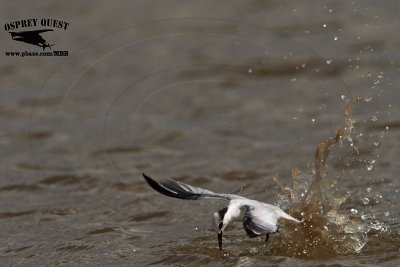 _MG_4670 Least Tern.jpg