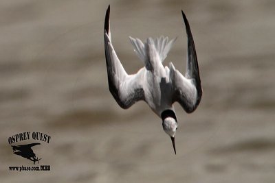 Least Tern hunting - search and dive - wing and tail maneuvers