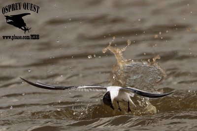 _MG_4868 Least Tern.jpg