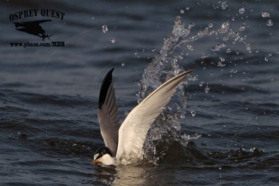 _MG_4421 Least Tern.jpg