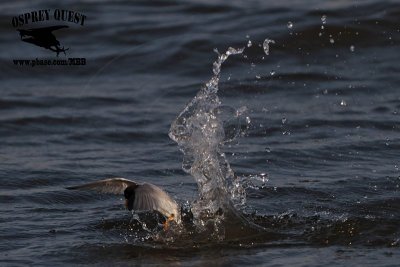 _MG_4435 Least Tern.jpg