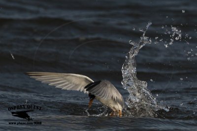 _MG_5093 Least Tern.jpg