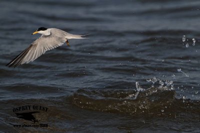 _MG_6294 Least Tern.jpg