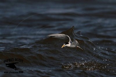 _MG_6681 Least Tern.jpg