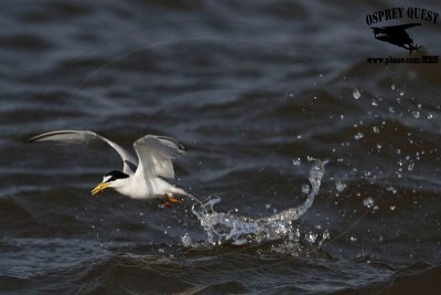 _MG_7547 Least Tern.jpg