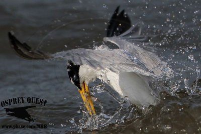 _MG_8603crop Least Tern.jpg