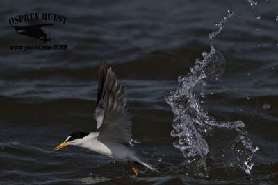 _MG_8712 Least Tern.jpg