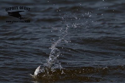 _MG_9695 Least Tern.jpg