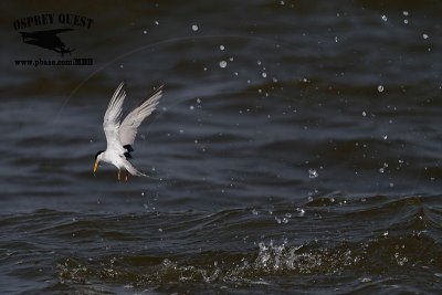 _MG_9714 Least Tern.jpg