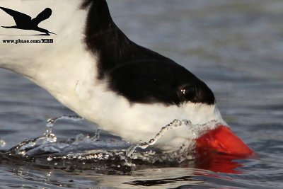 _MG_1996 Black Skimmer.jpg