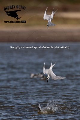 Forster’s Tern - Roughly estimated dive speed