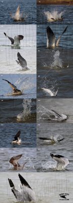 Avian species plunging into water - examples - quiz