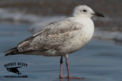 _MG_0018 Thayer's Gull?.jpg