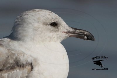 _MG_9929 Thayer's Gull?.jpg