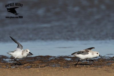 _MG_6556 Sanderling.jpg