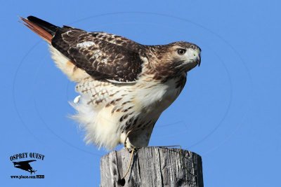 _MG_9795 Red-tailed Hawk.jpg
