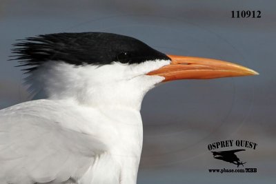 _MG_8074 Royal Tern.jpg