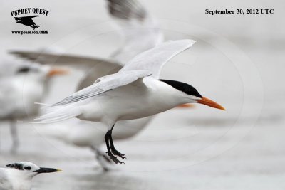 _MG_9964 Royal Tern.jpg