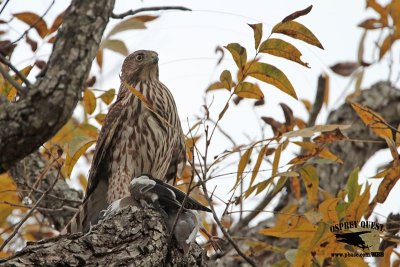 _MG_9042 Coopers Hawk.jpg