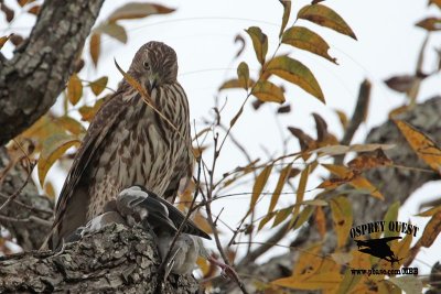 _MG_9068 Coopers Hawk.jpg