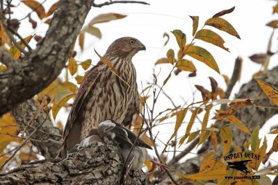 _MG_9075 Coopers Hawk.jpg