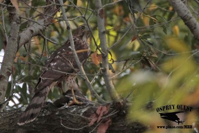 _MG_9147 Coopers Hawk.jpg