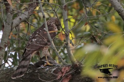 _MG_9152 Coopers Hawk.jpg