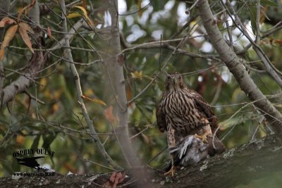 _MG_9209 Coopers Hawk.jpg